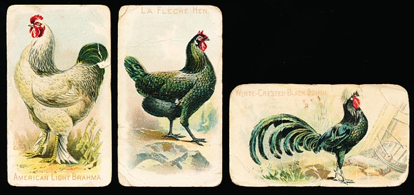 1910’s Philadelphia Confections Zoo Caramels “Zoo Cards- Prize & Game Chickens” (E31)- 28 Diff.