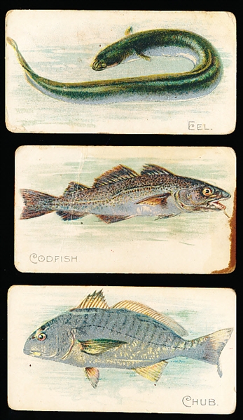 1910’s Sweet Caporal “Fish Series” (T58) Series of 50- 14 Diff. + 2 Diff. “Piedmont” Backs