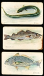 1910’s Sweet Caporal “Fish Series” (T58) Series of 50- 14 Diff. + 2 Diff. “Piedmont” Backs