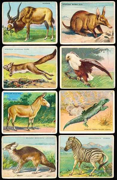 1910’s Hassan “Animals” (T30) Complete Set of 80 Cards