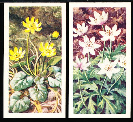 1959 Brooke Bond Tea Ltd. “Wild Flowers Series 2” English Tea Cards Near Set- 46 of 50